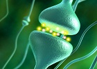 <span  style="font-family:Arial, Helvetica, sans-serif;font-weight:Bold;font-size:15px;color:#0f0f0f;">Neuroplasticidade e Neurogênese</span>